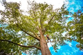Best Arborist Consultation Services  in Christiansburg, VA