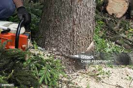 Best Leaf Removal  in Christiansburg, VA