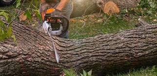 Best Fruit Tree Pruning  in Christiansburg, VA