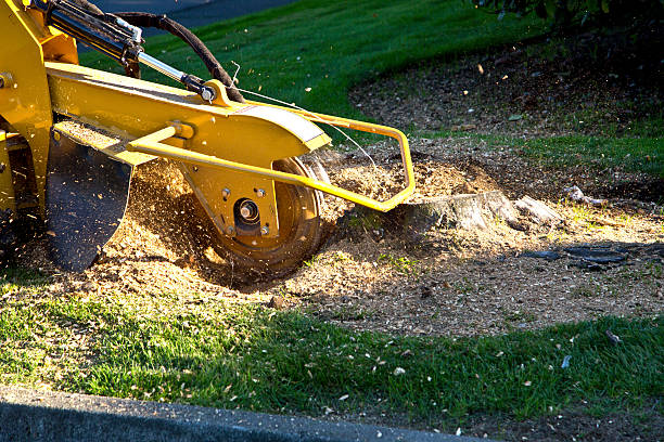 Seasonal Cleanup (Spring/Fall) in Christiansburg, VA